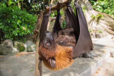 Bat hanging upside down on a branch close upの写真素材