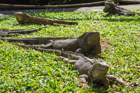 Group of lizards on a grass in a sunny dayの写真素材