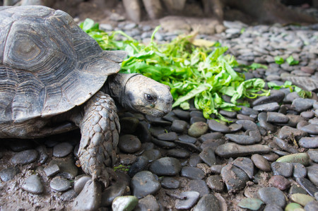Big turtle on walk close upの写真素材