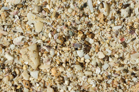 Background from the scattered sea sand close up