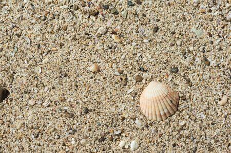 Background from sea sand and a shell