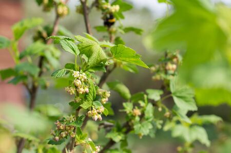 Flowers and young leaves on a bush of red currant in the spring