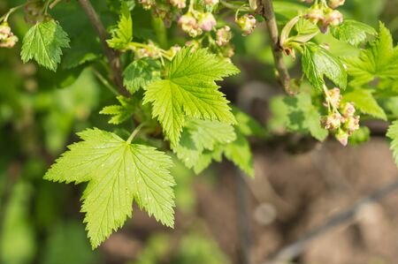 Flowers and young leaves on a bush of red currant in the springの写真素材