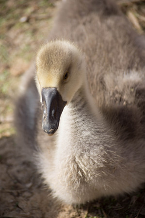 Portrait of a young fluffy goose close up