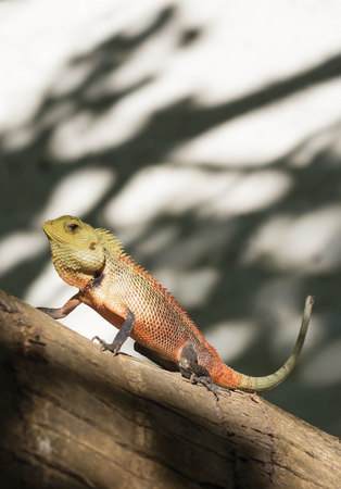 A small lizard sitting on a tree