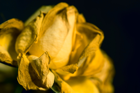 Lovely fading yellow rose close upの写真素材