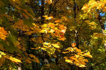 Background of bright autumn leaves on a sunny day