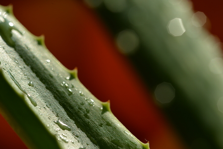 Drops of water on a leaf of aloe vera close upの写真素材