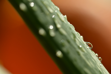 Drops of water on a leaf of aloe vera close upの写真素材