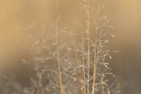 Dry grass in the autumn meadow close-up