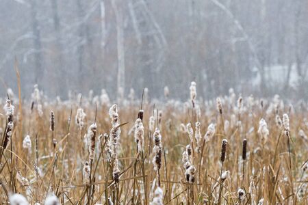 Reeds in a forest during a snowfallの写真素材