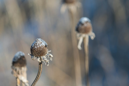 Dry flower stalk sprinkled with snowの写真素材