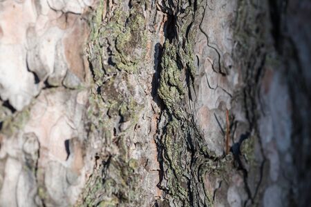 The bark of a pine tree covered with moss as background