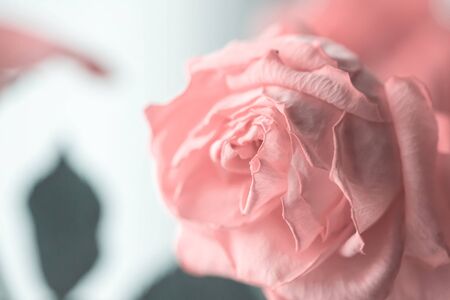 Flower of the fading rose of pink color close up