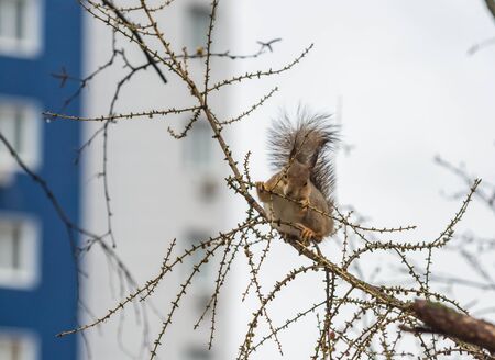 Little cute squirrel on larch tree in the spring in cityの写真素材