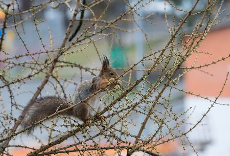 Little cute squirrel on larch tree in the spring in cityの写真素材