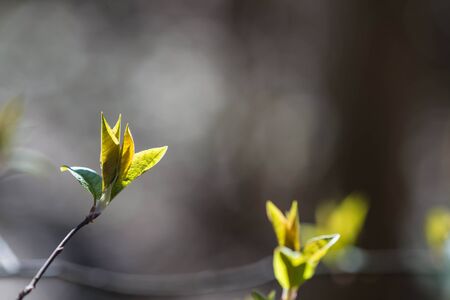 The new young leaves on the branch bush lit by the sun