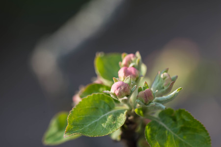Flower buds on a branch of an apple treeの写真素材