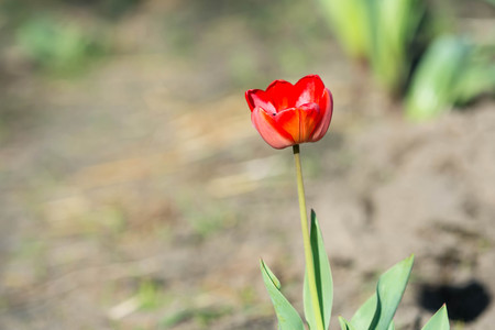 Red tulip in the garden on a sunny dayの写真素材