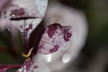 Water droplets on the leaves of plants after a rain close upの写真素材