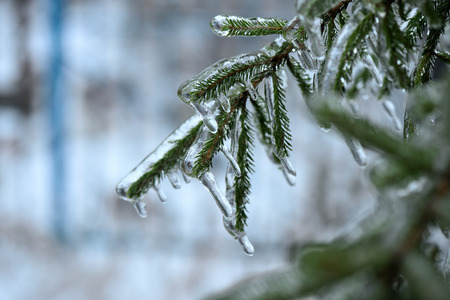 The branch of spruce tree covered with iceの写真素材