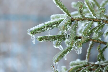 The branch of spruce tree covered with iceの写真素材