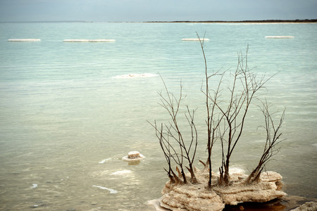 Bushes covered with salt at the Dead Seaの写真素材