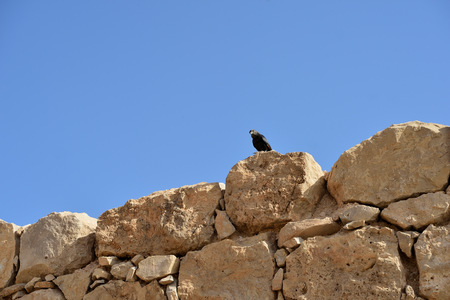 Tristram's starling on the ruins of an ancient fortressの写真素材