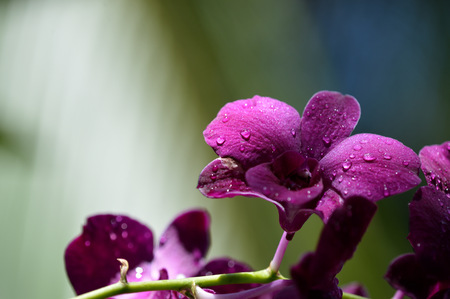 Beautiful orchid flowers with water drops close upの写真素材