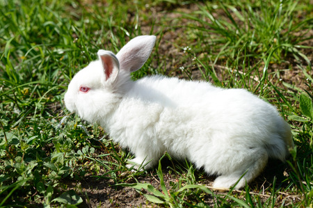 Cute white baby rabbit on the grassの写真素材