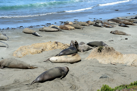 Sea Elephants on the Pacific Coast, California, USAの写真素材
