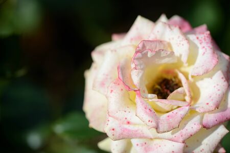 Beautiful rose flower in the garden close upの写真素材