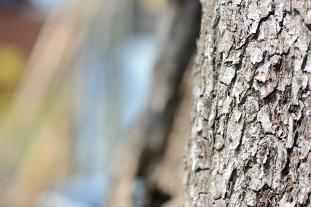 The bark of plum tree close up as a background