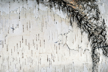 Birch tree bark as background and textureの写真素材