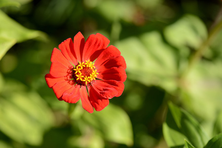 Cynia flower in a summer garden close upの写真素材