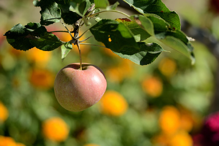 A ripe apple on a branch, lit by the evening sun in a summer gardenの写真素材