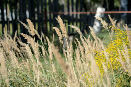 Dry grass in summer illuminated by the sun close upの写真素材