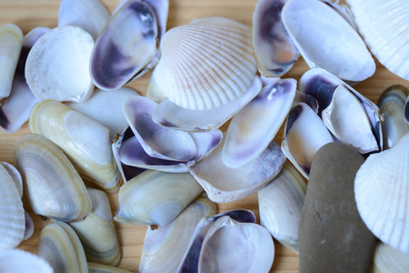 Wooden background with sea shells close upの写真素材