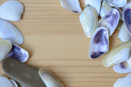 Wooden background with sea shells close upの写真素材