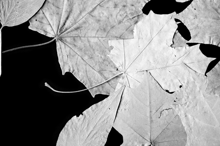 Dry autumn leaves as a background close up. Black and whiteの写真素材