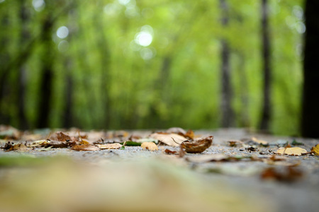 Dry leaves on the surface of an old wooden table in the forestの写真素材