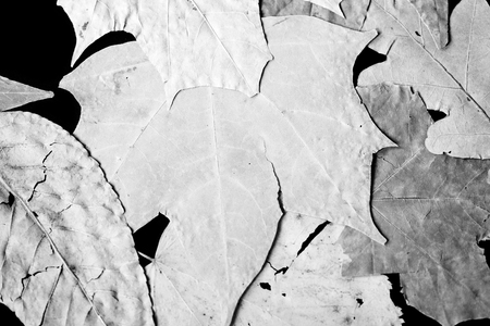 Dry autumn leaves as a background close up. Black and whiteの写真素材