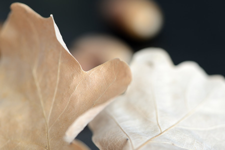 Acorns and dry oak leaves on a dark background close up