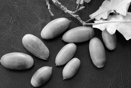 Acorns and dry oak leaves on a dark background close up. Black and whiteの写真素材