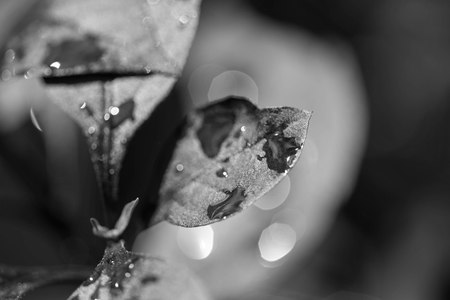 Water droplets on the leaves of plants after a rain close up. Black and whiteの写真素材
