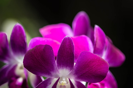 Branch with beautiful orchid flowers in the tropical garden