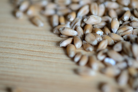 Scattered wheat grains on wooden background close upの写真素材