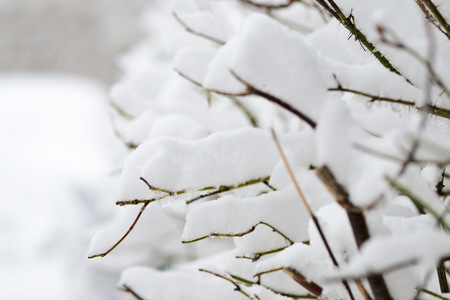 Branches of a bush covered with heavy snow in the city close upの写真素材