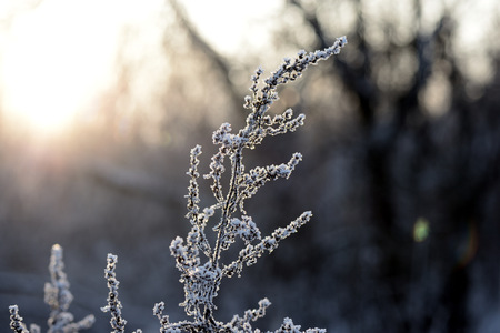 Dry grass covered with snow in the winter forest close up
