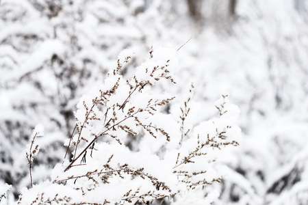 Fluffy snow on dry grass in the winter forest close up